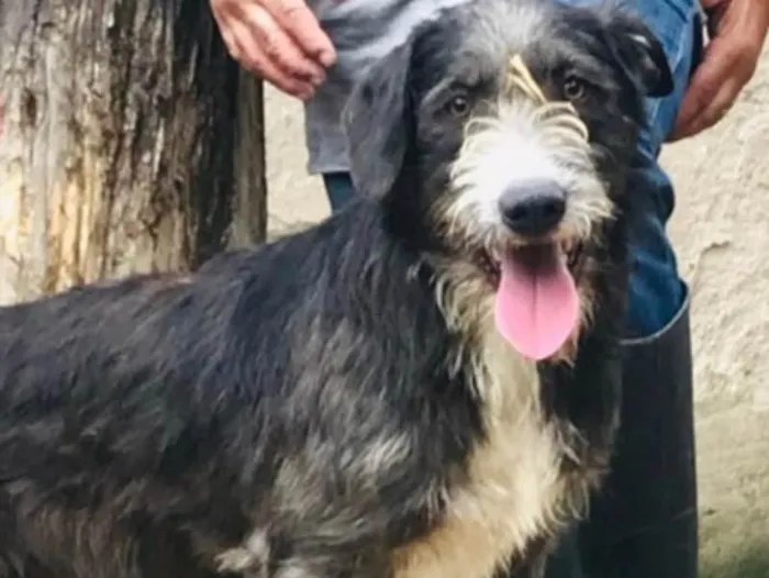 Cachorro raça SRD idade 1 ano nome Chiquinho 