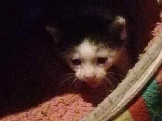 Gato raça Vira-lata idade Abaixo de 2 meses nome Nenê