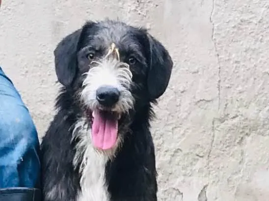 Cachorro raça SRD idade 1 ano nome Chiquinho 