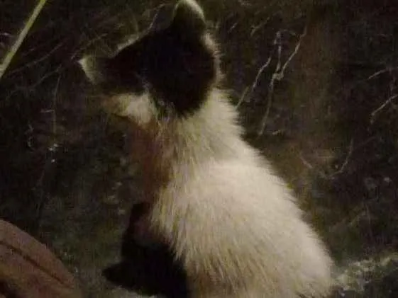 Gato raça Vira-lata idade Abaixo de 2 meses nome Nenê