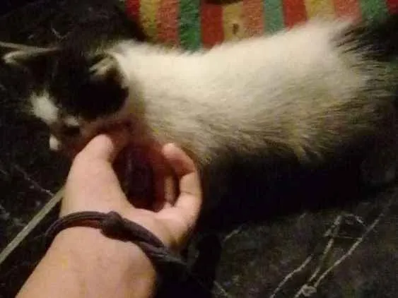 Gato raça Vira-lata idade Abaixo de 2 meses nome Nenê