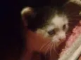 Nenê