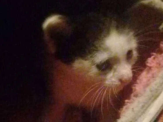 Gato raça Vira-lata idade Abaixo de 2 meses nome Nenê