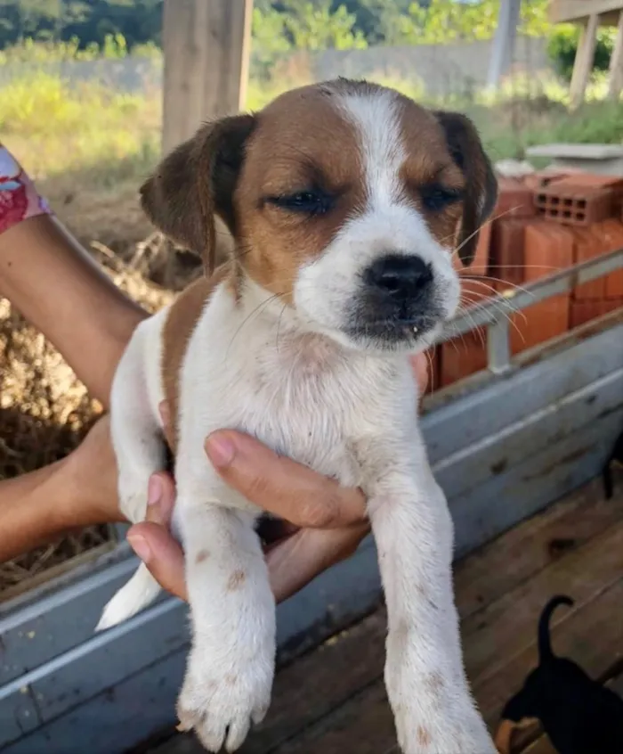 Cachorro ra a SRD idade 2 a 6 meses nome Sol 