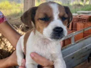 Cachorro raça SRD idade 2 a 6 meses nome Sol 