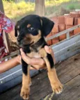Maia 