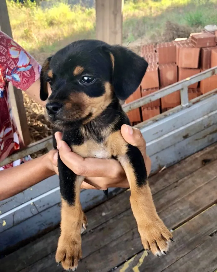 Cachorro ra a SRD idade 2 a 6 meses nome Maia 