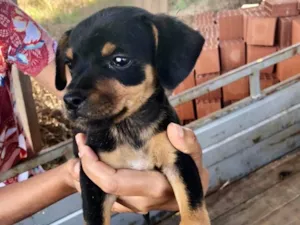 Cachorro raça SRD idade 2 a 6 meses nome Maia 