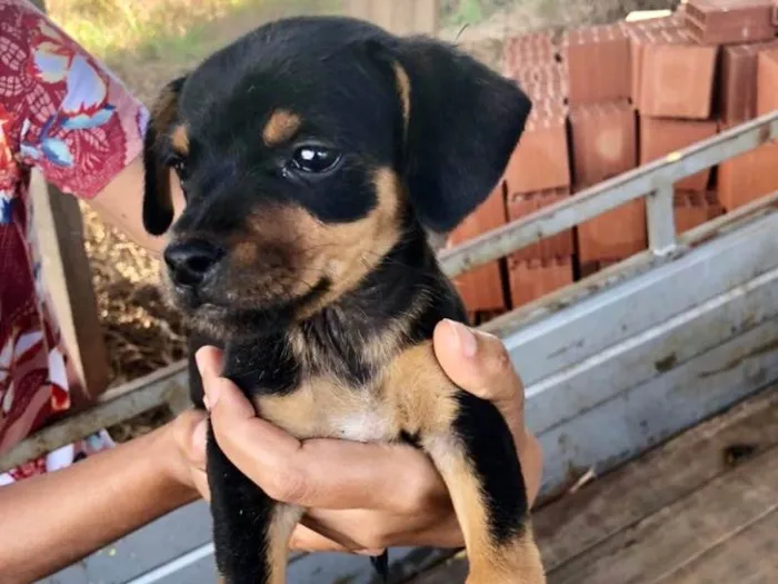 Cachorro ra a SRD idade 2 a 6 meses nome Maia 