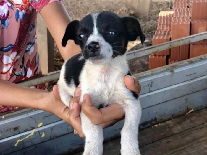 Cachorro ra a SRD idade 2 a 6 meses nome Luna 