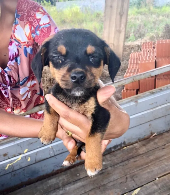 Cachorro ra a SRD idade 2 a 6 meses nome Léo 