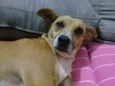 Caramelo
