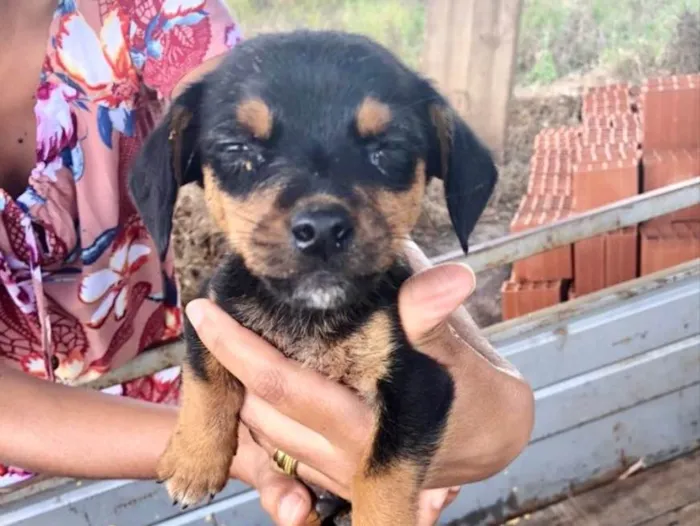 Cachorro ra a SRD idade 2 a 6 meses nome Léo 