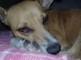Caramelo