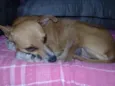 Caramelo