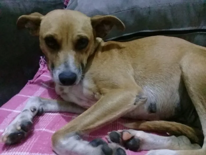 Cachorro ra a SRD idade 2 anos nome Caramelo