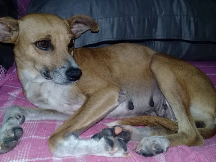 Cachorro ra a SRD idade 2 anos nome Caramelo