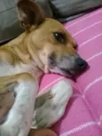 Caramelo