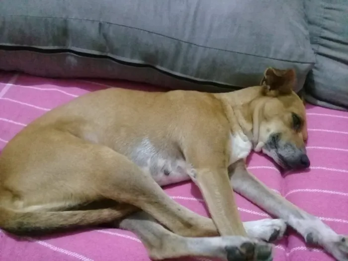 Cachorro ra a SRD idade 2 anos nome Caramelo
