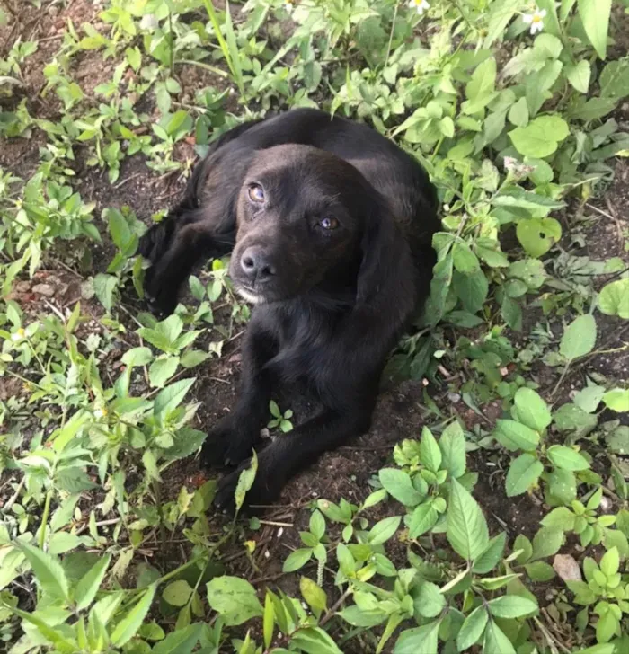 Cachorro ra a SRD idade 1 ano nome Pérola 
