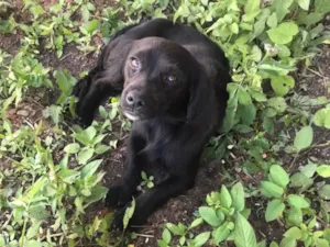 Cachorro raça SRD idade 1 ano nome Pérola 