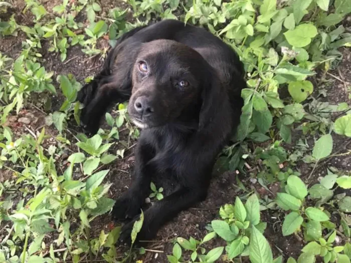 Cachorro ra a SRD idade 1 ano nome Pérola 