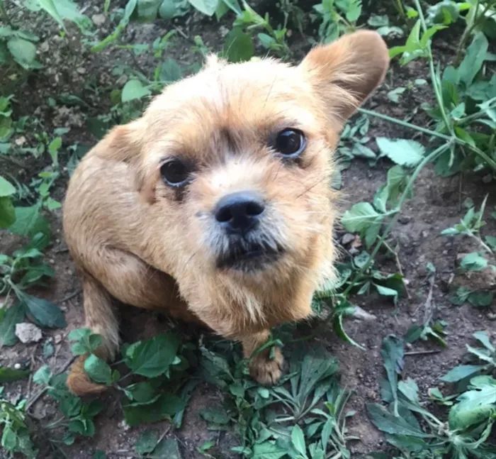 Cachorro ra a SRD idade 7 a 11 meses nome Gaia 