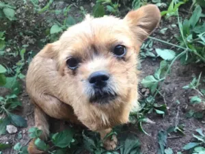 Cachorro raça SRD idade 7 a 11 meses nome Gaia 