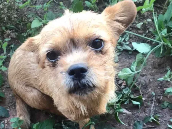 Cachorro ra a SRD idade 7 a 11 meses nome Gaia 