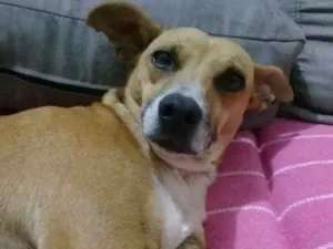 Cachorro raça SRD idade 2 anos nome Caramelo