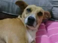 Caramelo