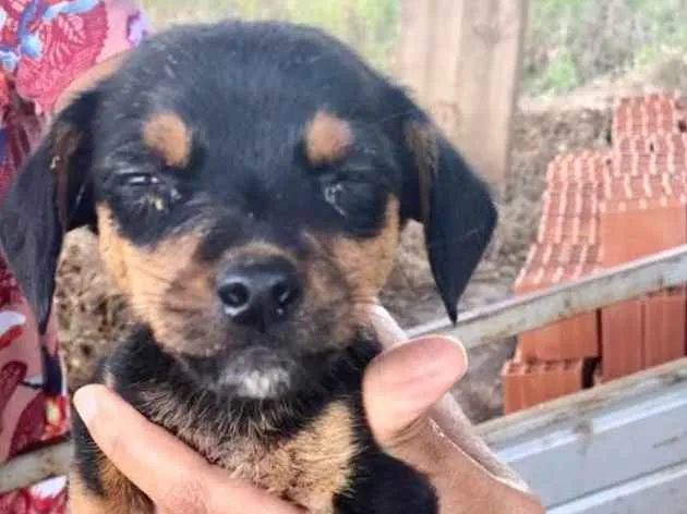 Cachorro ra a SRD idade 2 a 6 meses nome Léo 