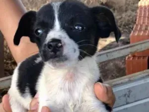 Cachorro raça SRD idade 2 a 6 meses nome Luna 
