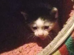 Gato raça Vira-lata idade Abaixo de 2 meses nome Nenê