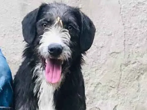Cachorro raça SRD idade 1 ano nome Chiquinho 