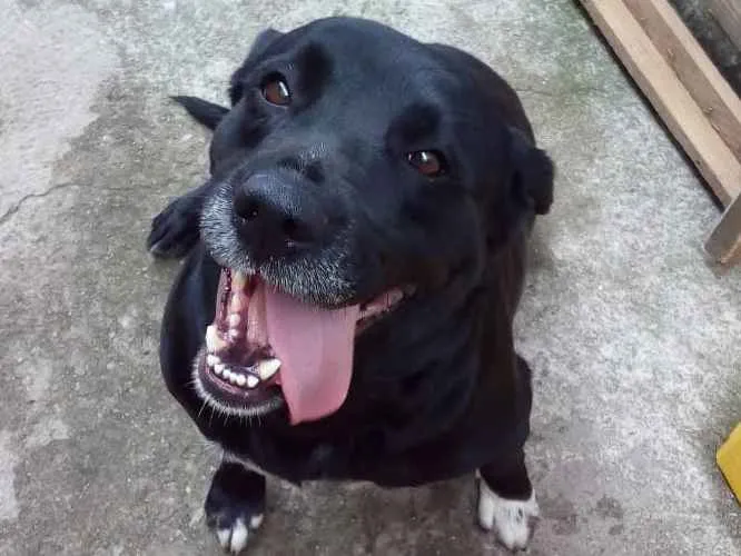 Cachorro ra a Labrador idade 4 anos nome Nina