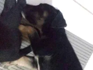 Cachorro raça Vira lata idade 2 a 6 meses nome Mel