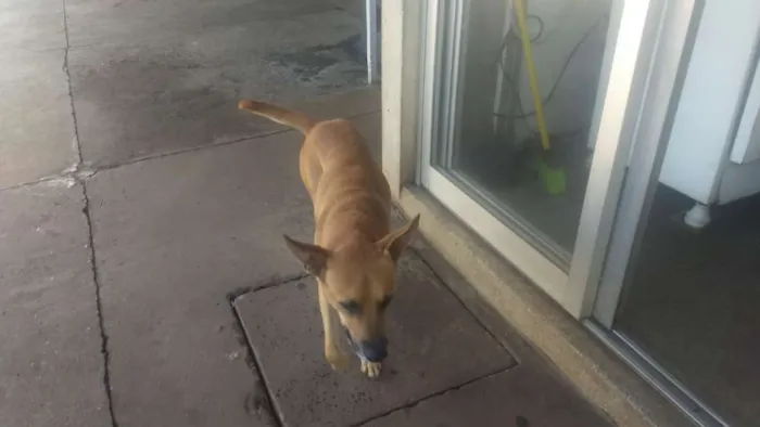 Cachorro ra a Indefinida idade 2 anos nome Sem nome