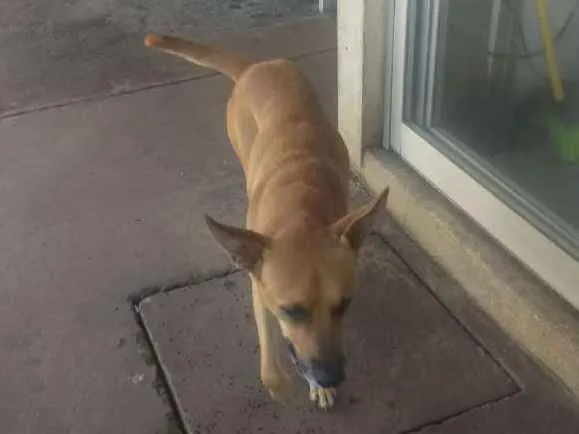 Cachorro ra a Indefinida idade 2 anos nome Sem nome