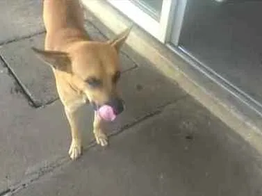 Cachorro ra a Indefinida idade 2 anos nome Sem nome