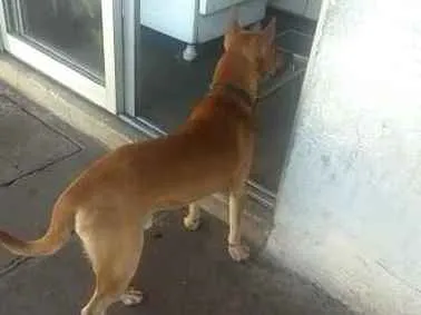 Cachorro ra a Indefinida idade 2 anos nome Sem nome