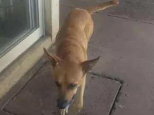 Cachorro raça Indefinida idade 2 anos nome Sem nome