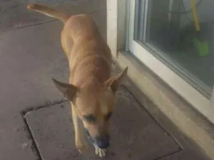 Cachorro raça Indefinida idade 2 anos nome Sem nome