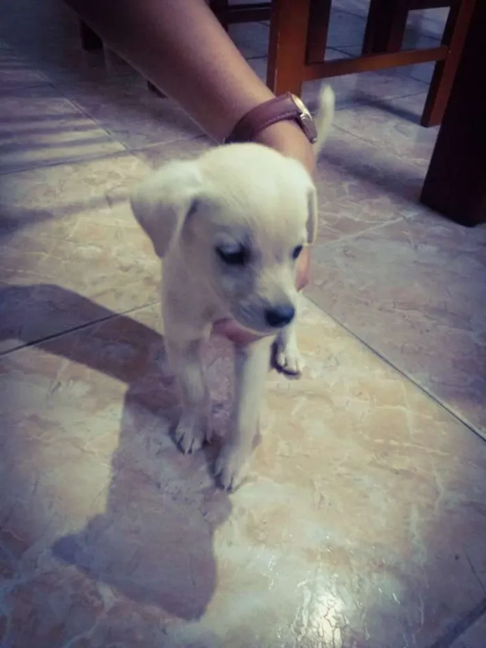 Cachorro ra a Sem raça idade Abaixo de 2 meses nome Dogs, machos e fêmea