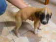 Dogs, machos e fêmea