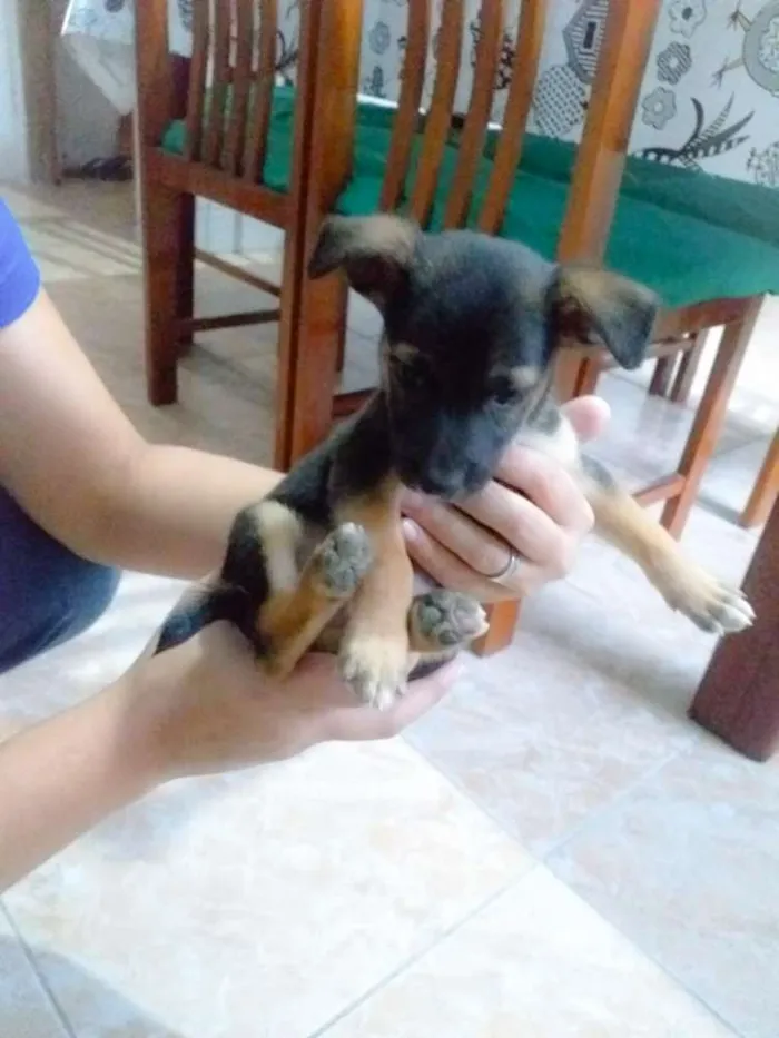 Cachorro ra a Sem raça idade Abaixo de 2 meses nome Dogs, machos e fêmea