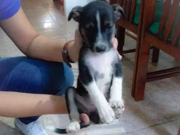 Cachorro ra a Sem raça idade Abaixo de 2 meses nome Dogs, machos e fêmea