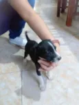 Dogs, machos e fêmea