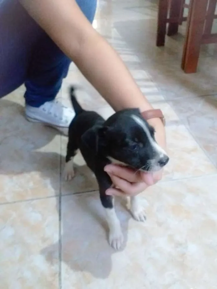 Cachorro ra a Sem raça idade Abaixo de 2 meses nome Dogs, machos e fêmea