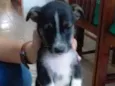 Dogs, machos e fêmea